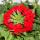 Verbena hanging - Verbena - 12cm pot - set with 3 plants - red