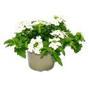 Eisenkraut hängend - Verbena - 12cm Topf - Set mit 3 Pflanzen - weiss