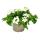 Eisenkraut h&auml;ngend - Verbena - 12cm Topf - Set mit 3 Pflanzen - weiss