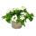 Eisenkraut hängend - Verbena - 12cm Topf - Set mit 3 Pflanzen - weiss