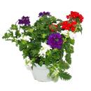 Eisenkraut hängend - Verbena - 12cm Topf - Set mit 3 Pflanzen - bunt (Trio)