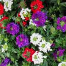 Verbena hanging - Verbena - 12cm pot - Set with 3 plants - colored (Trio)