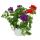 Verbena hanging - Verbena - 12cm pot - Set with 3 plants - colored (Trio)