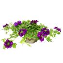 Eisenkraut hängend - Verbena - 12cm Topf - Set mit 3...