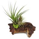 Tillandsias sur racine de Mopani - l - 2 plantes