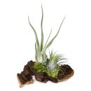 Tillandsias sur racine de Mopani - l - 2 plantes