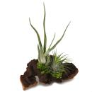 Tillandsias sur racine de Mopani - l - 2 plantes