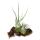 Tillandsias sur racine de Mopani - l - 2 plantes