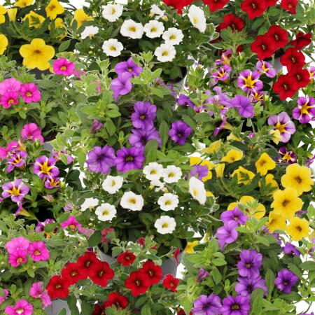 Magic bells - mini hanging petunia - Calibrachoa - different colors - 12cm pot - set with 3 plants