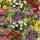 Zaubergl&ouml;ckchen - Minih&auml;ngepetunie - Calibrachoa - verschiedene Farben - 12cm Topf - Set mit 3 Pflanzen