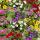 Cloches magiques - mini pétunia suspendu - Calibrachoa - différentes couleurs - pot 12cm - set de 3 plantes