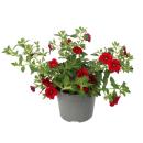 Magic bells - mini hanging petunia - Calibrachoa - 12cm pot - set with 3 plants - red