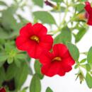 Magic bells - mini hanging petunia - Calibrachoa - 12cm pot - set with 3 plants - red