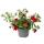 Magic bells - mini hanging petunia - Calibrachoa - 12cm pot - set with 3 plants - red