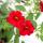 Magic bells - mini hanging petunia - Calibrachoa - 12cm pot - set with 3 plants - red