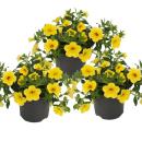 Magic bells - mini hanging petunia - Calibrachoa - 12cm pot - set with 3 plants - yellow