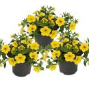 Magic bells - mini hanging petunia - Calibrachoa - 12cm...