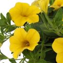 Magic bells - mini hanging petunia - Calibrachoa - 12cm pot - set with 3 plants - yellow
