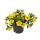 Magic bells - mini hanging petunia - Calibrachoa - 12cm pot - set with 3 plants - yellow