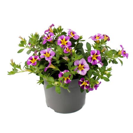 Cloches magiques - mini pétunia suspendu - Calibrachoa - pot 12cm - set de 3 plantes - bicolore violet-jaune