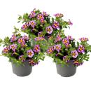Magic bells - mini hanging petunia - Calibrachoa - 12cm pot - set with 3 plants - two-tone purple-yellow