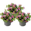 Cloches magiques - mini pétunia suspendu - Calibrachoa - pot 12cm - set de 3 plantes - bicolore violet-jaune