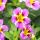 Zaubergl&ouml;ckchen - Minih&auml;ngepetunie - Calibrachoa - 12cm Topf - Set mit 3 Pflanzen - zweifarbig lila-gelb