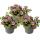 Magic bells - mini hanging petunia - Calibrachoa - 12cm pot - set with 3 plants - two-tone purple-yellow