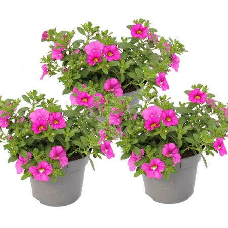 Cloches magiques - mini pétunia suspendu - Calibrachoa - pot 12cm - set de 3 plantes - rose