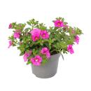 Zauberglöckchen - Minihängepetunie - Calibrachoa - 12cm Topf - Set mit 3 Pflanzen - rosa