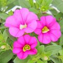 Magic bells - mini hanging petunia - Calibrachoa - 12cm pot - set with 3 plants - pink