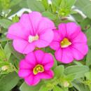 Cloches magiques - mini pétunia suspendu - Calibrachoa - pot 12cm - set de 3 plantes - rose