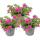 Cloches magiques - mini pétunia suspendu - Calibrachoa - pot 12cm - set de 3 plantes - rose