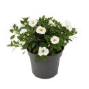 Magic bells - mini hanging petunia - Calibrachoa - 12cm pot - set with 3 plants - white