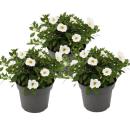Magic bells - mini hanging petunia - Calibrachoa - 12cm pot - set with 3 plants - white