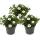 Magic bells - mini hanging petunia - Calibrachoa - 12cm pot - set with 3 plants - white