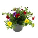 Magic bells - mini hanging petunia - Calibrachoa - 12cm...