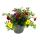 Cloches magiques - mini pétunia suspendu - Calibrachoa - pot 12cm - set de 3 plantes - coloré (multicolore)