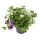 Zaubergl&ouml;ckchen - Minih&auml;ngepetunie - Calibrachoa - 12cm Topf - Set mit 3 Pflanzen - bunt (mehrfarbig)