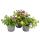 Zaubergl&ouml;ckchen - Minih&auml;ngepetunie - Calibrachoa - 12cm Topf - Set mit 3 Pflanzen - bunt (mehrfarbig)