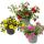 Magic bells - mini hanging petunia - Calibrachoa - 12cm pot - set with 3 plants - color mix