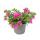Zauberglöckchen - Minihängepetunie - Calibrachoa - 12cm Topf - Set mit 3 Pflanzen - Farb-Mix