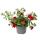Zauberglöckchen - Minihängepetunie - Calibrachoa - 12cm Topf - Set mit 3 Pflanzen - Farb-Mix