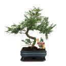 Bonsai Szechuan-Pfeffer - Zanthoxylum piperitum - ca. 10...