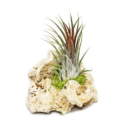 Tillandsia Arrangement on Zanzibar Rock - S - 1 plants