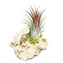 Tillandsias sur zanzibar-rock - s - 1 plante