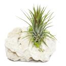 Tillandsia Arrangement on Zanzibar Rock - S - 1 plants