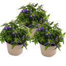 Hanging true to men - blue - Lobelia richardii - 11cm - Set with 3 plants