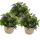 M&auml;nnertreu h&auml;ngend - blau - Lobelia richardii - 11cm - Set mit 3 Pflanzen
