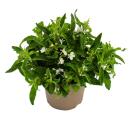 Hanging true to men - white - Lobelia richardii - 11cm -...